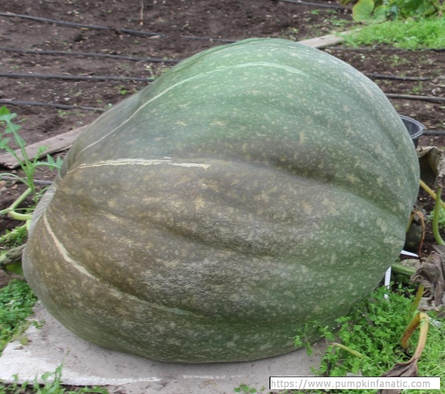 fruitImages/781.3 Wagler 2025B.jpg